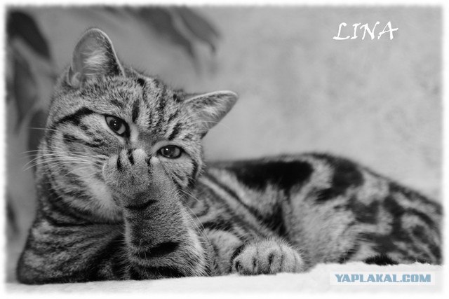 Котовторник в Зазеркалье (44 фото)