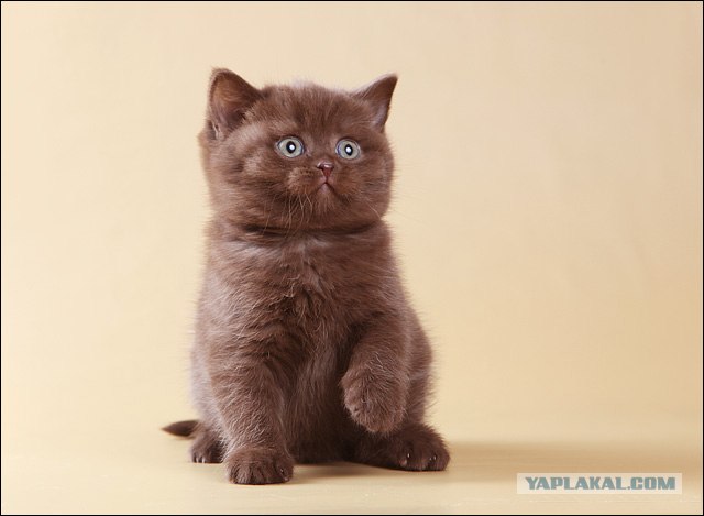 It's Catursday Fever! (Котовторник)