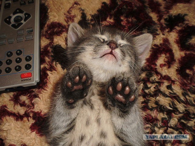 Десантный котовторник