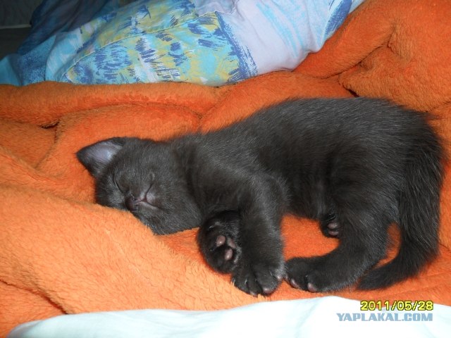 Котовторник 20.03.2012