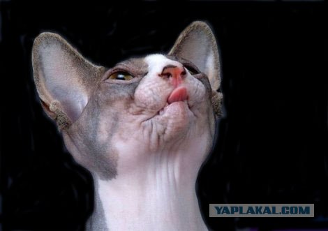 Котовторник 8 мая 2012