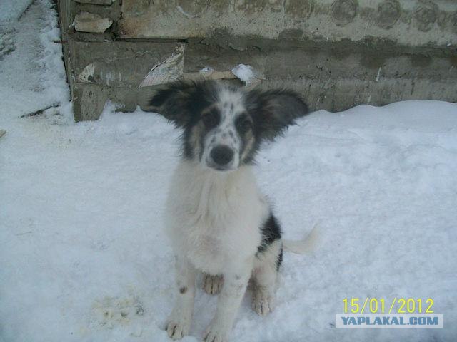 Из России в Германию