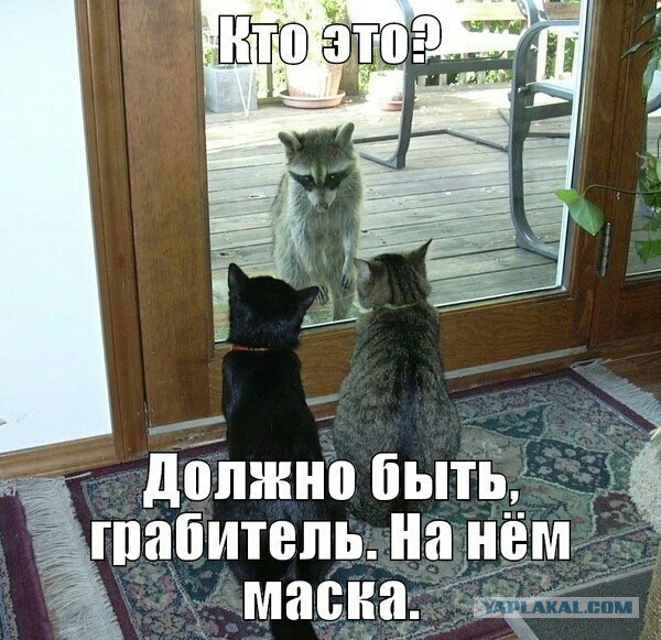 Маленькая ОПГ из трех друзей-енотов