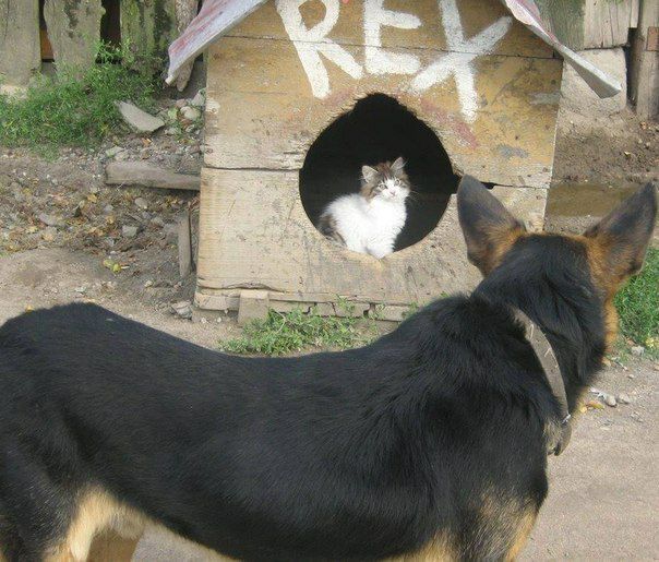 Уже не котовторник, но еще и не собакочетверг