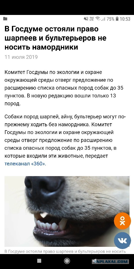 В Нижневартовске на школьников гимназии №2 напал бультерьер, который гулял без хозяйки