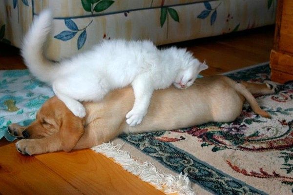 Уже не котовторник, но еще и не собакочетверг