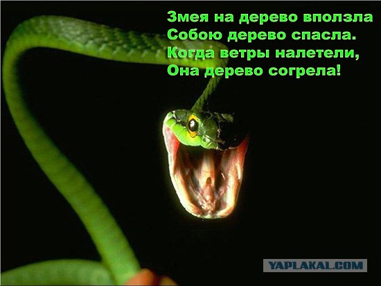 Недетские загадки для ЯПлакалъ