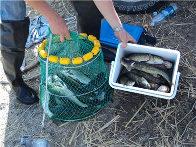 Все из рыбы!