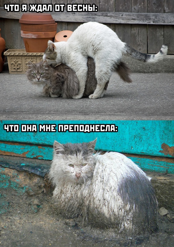 Весёлый полтишок 01.04