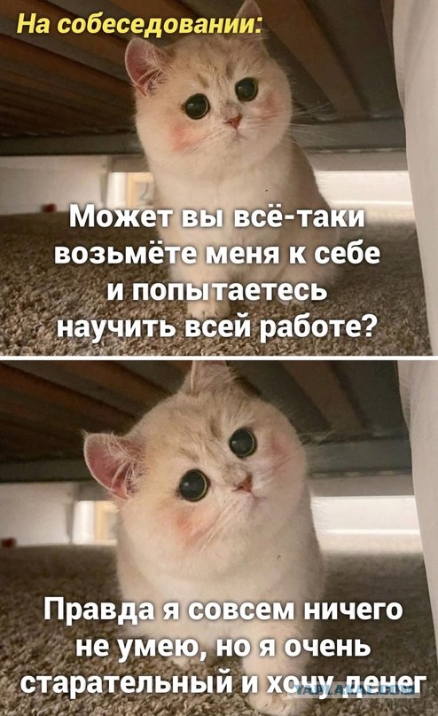 Картинки и мемы для настроения - 31