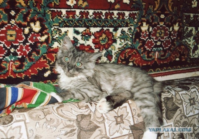 Как Вам котик?