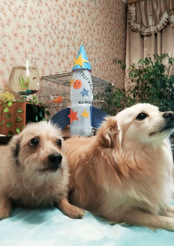 Собакам Япа