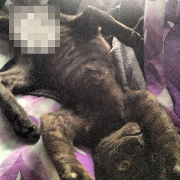 Котовторник 16.04.2013