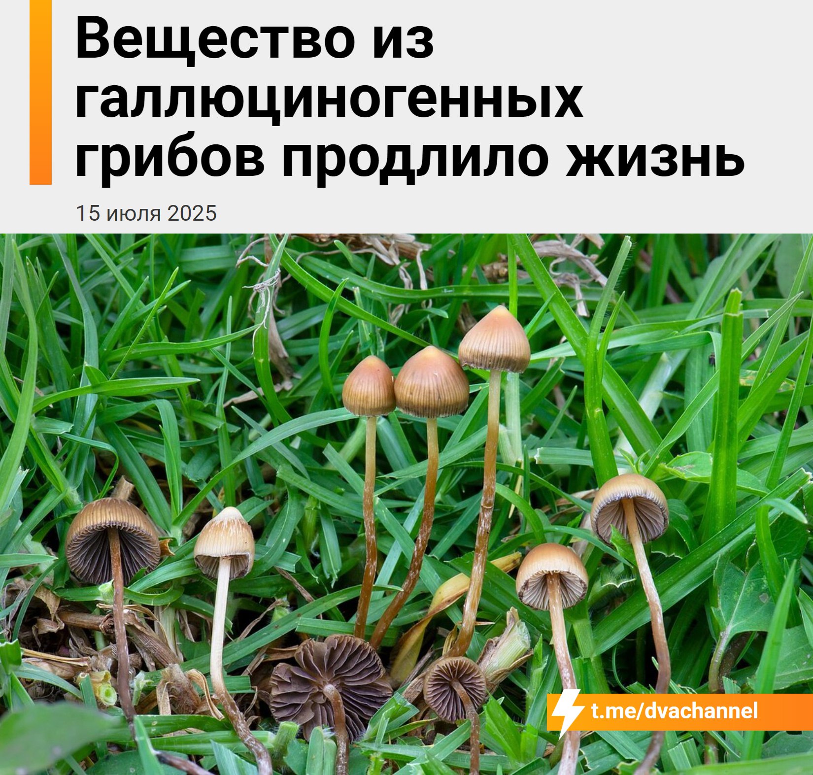 Псилоцин замедляет старение