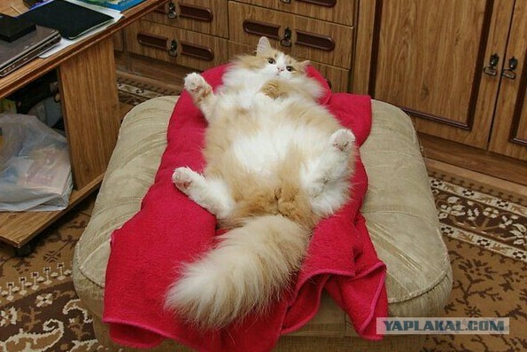 Котовторник 9.07.2013