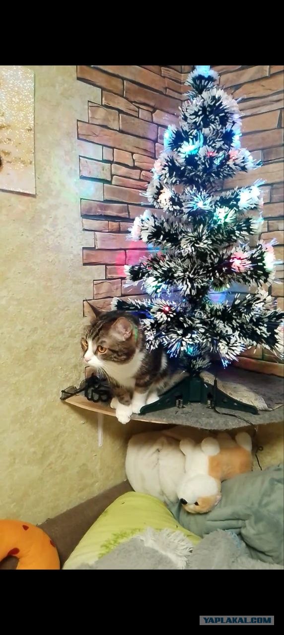 Всё, я сдался.