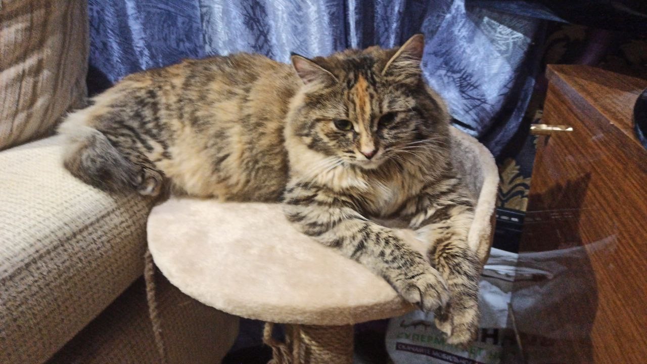 Котовторник: моя инвалидка