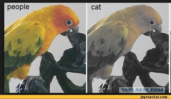 Фотосессия для трёхцветной кошки