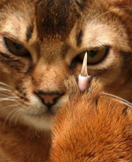 Миролюбивые кошаки Рэгдолл