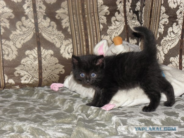 Коты и время