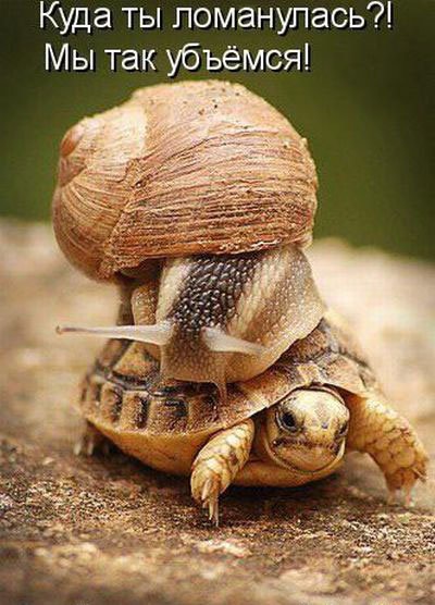 Подборка забавных и курьезных фотографий