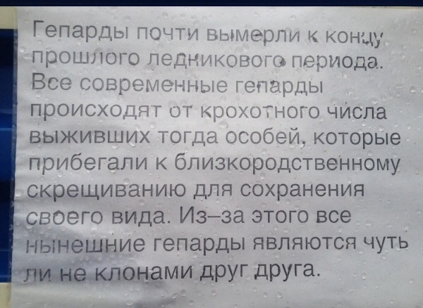 Интересные факты для тех, у кого нет инета