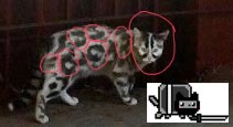вот это расцветка у кошки! ахринеть!