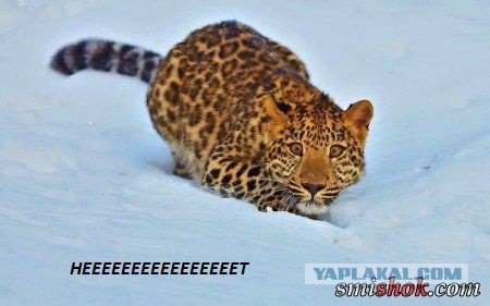 Адовый интерьерчик