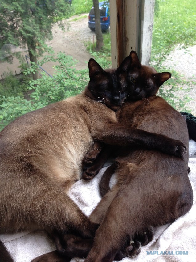 Уездные коты и кошки