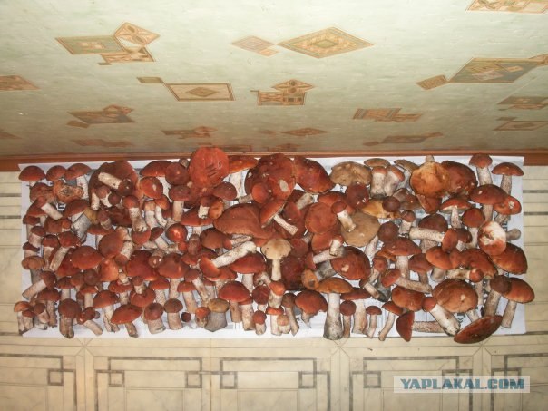 Грибной пост