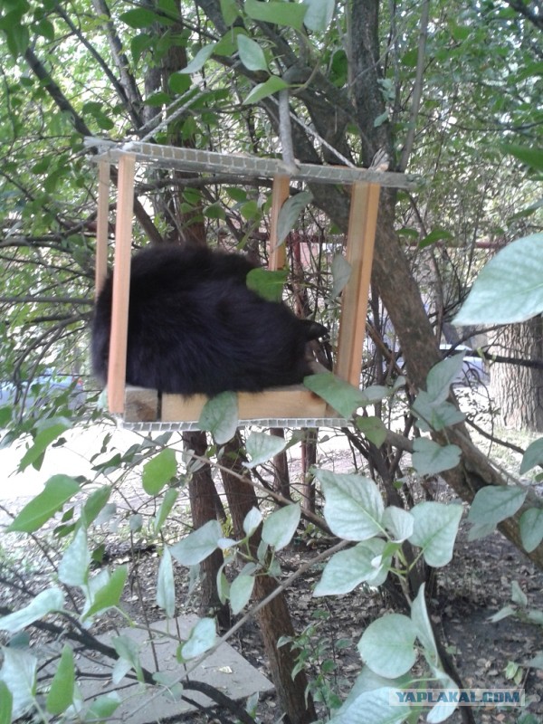 Собакочетверг