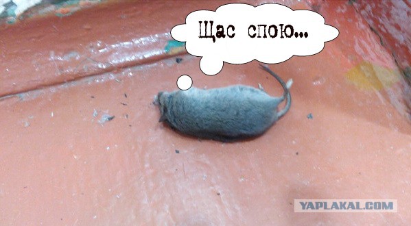 Сладкая смерть