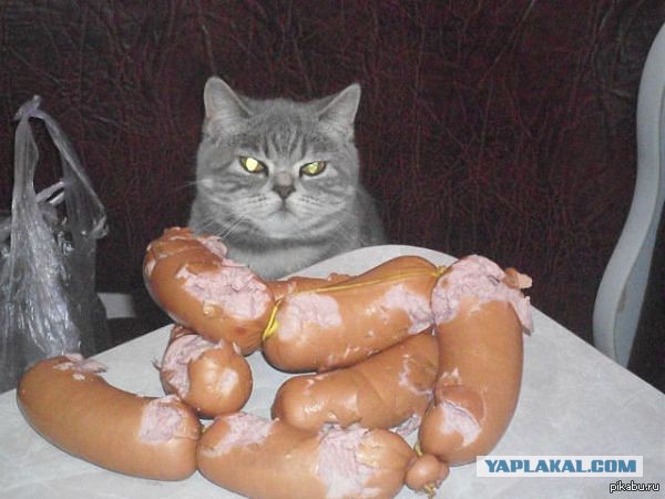 Котовторник