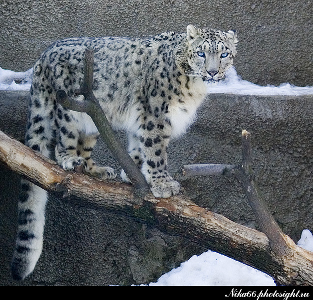 ДИКИЕ КОШКИ