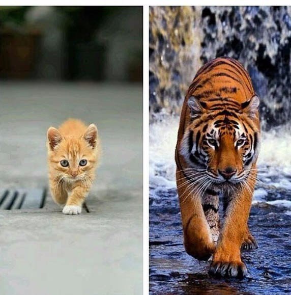 Мохнатые беспредельщики