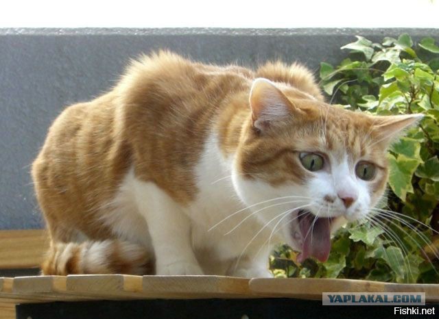 Шесть причин не жениться на разведенке с ребенком