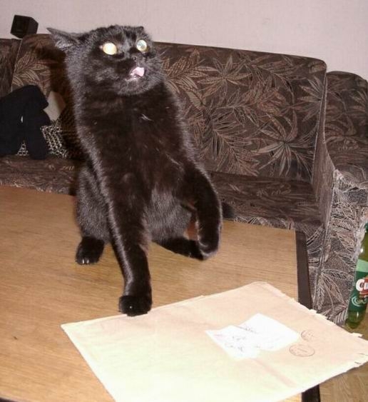 Коты из сети