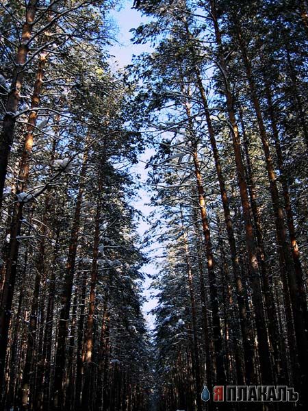 Пейзаж+adob....