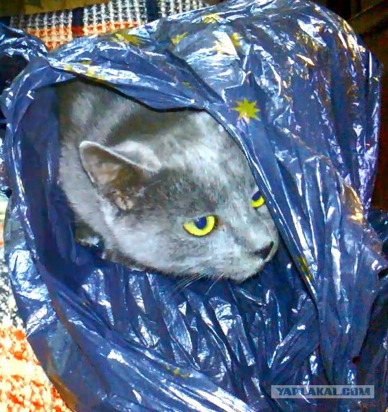 Испытание для самых внимательных: разглядите кота на фотках