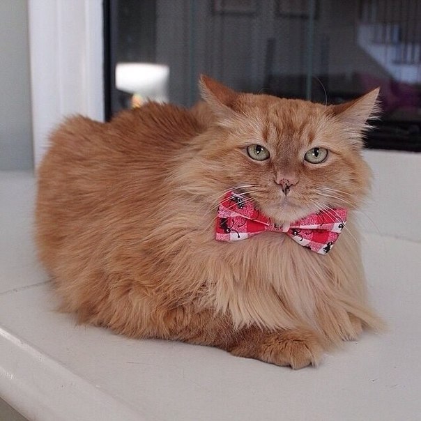 Коты из сети