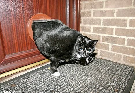 Котовторник 03.01.2017, первый в 2017!