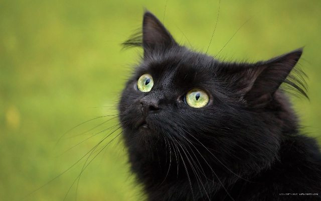 Коты и Кошки