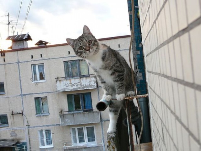 Фотограф из Казахстана показывает нам тайный мир бродячих кошек