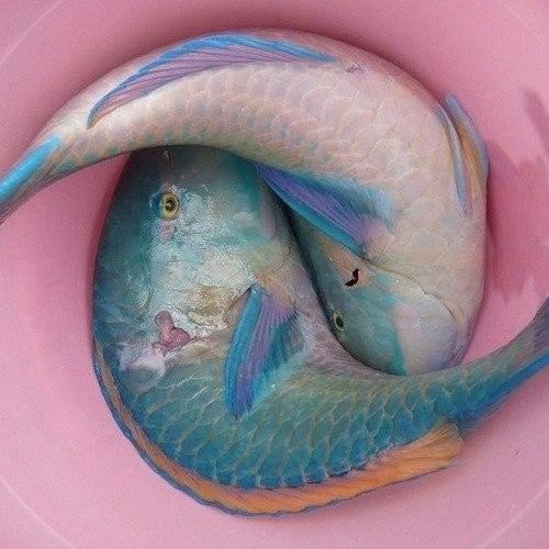 Живность из сети