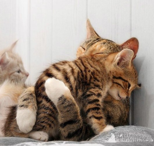 Коты и Кошки