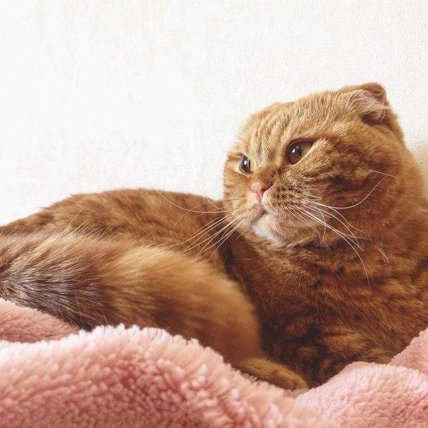 Коты и Кошки