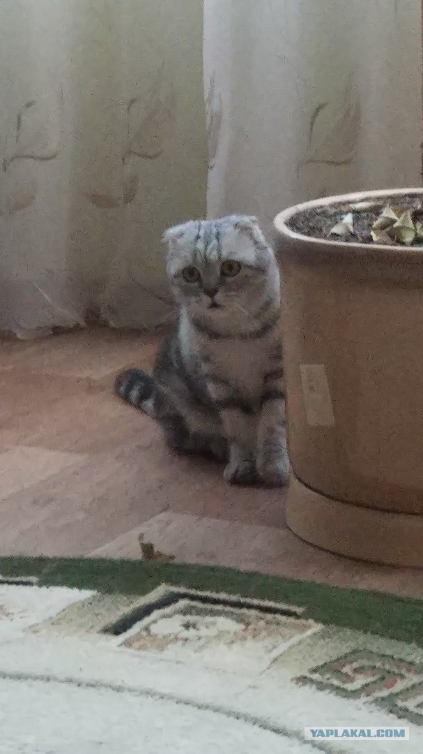 Котовторник  05.12.2017