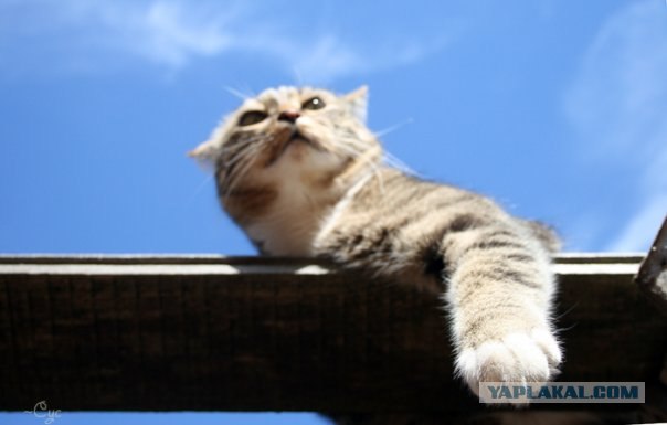 Ура, котовторник! (01.07.2008)