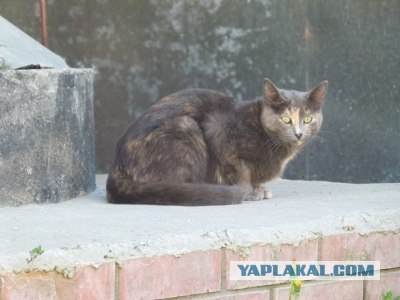 Котовторник!