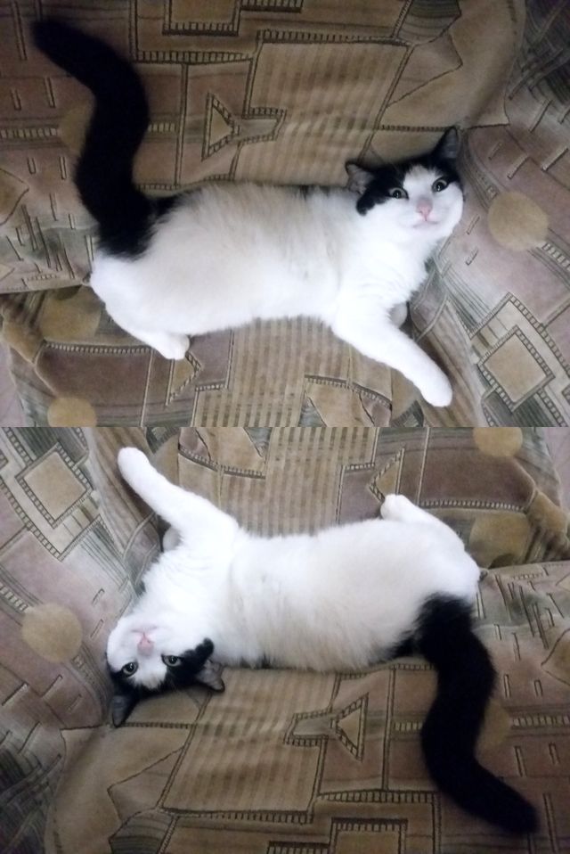 Мой кот